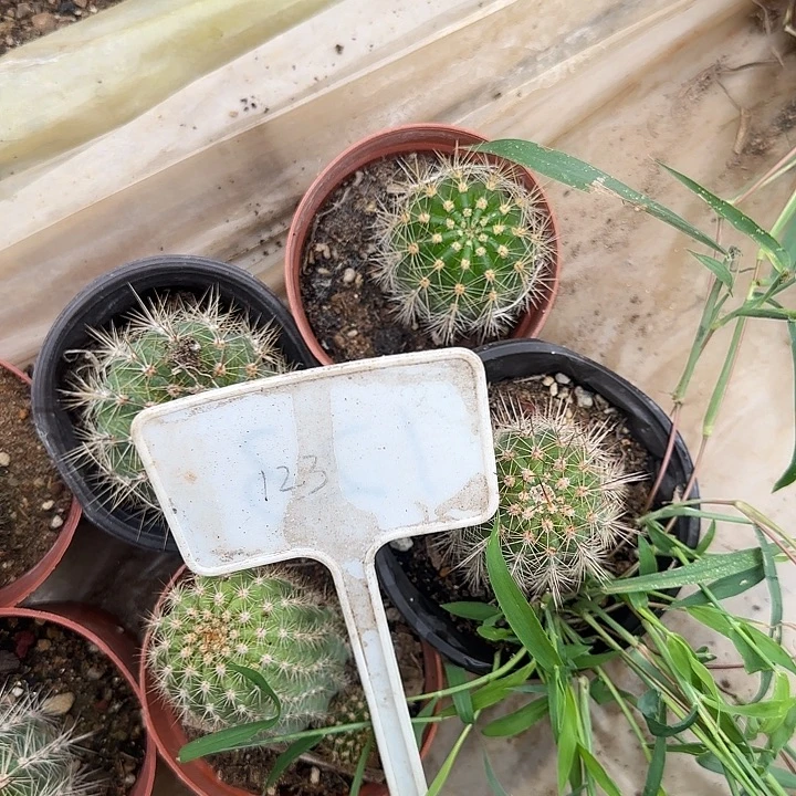 清***)123号毛花柱实生的20的