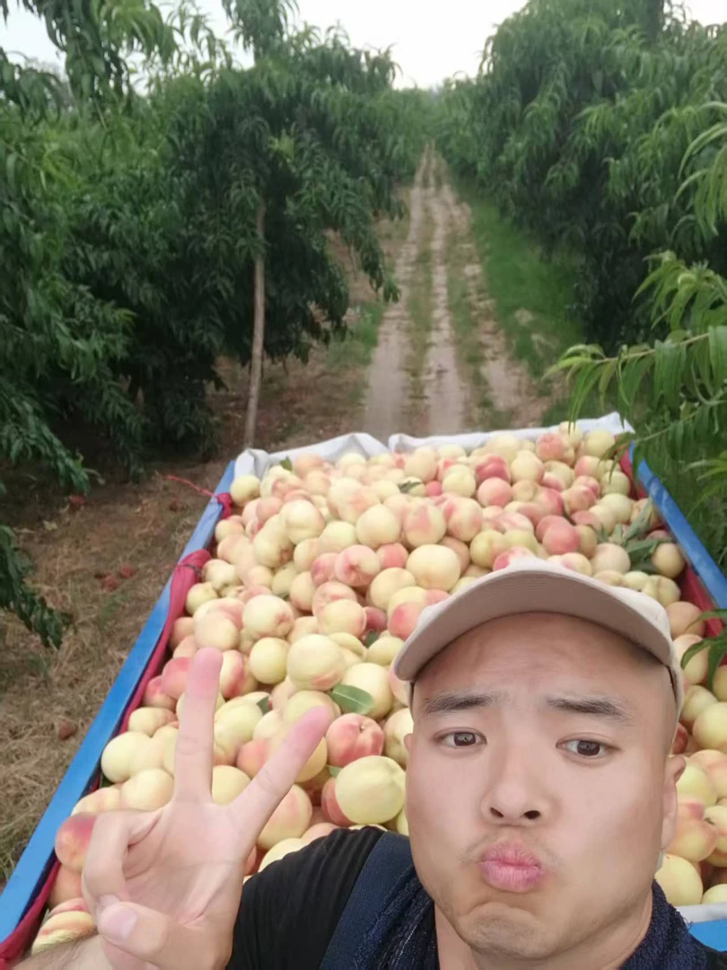 新鲜应季水蜜桃现摘现发软甜爆汁自然熟