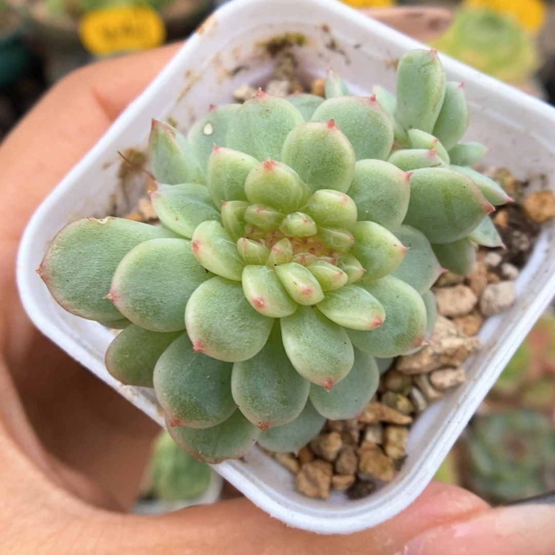 纸鸢缀化可拍859号