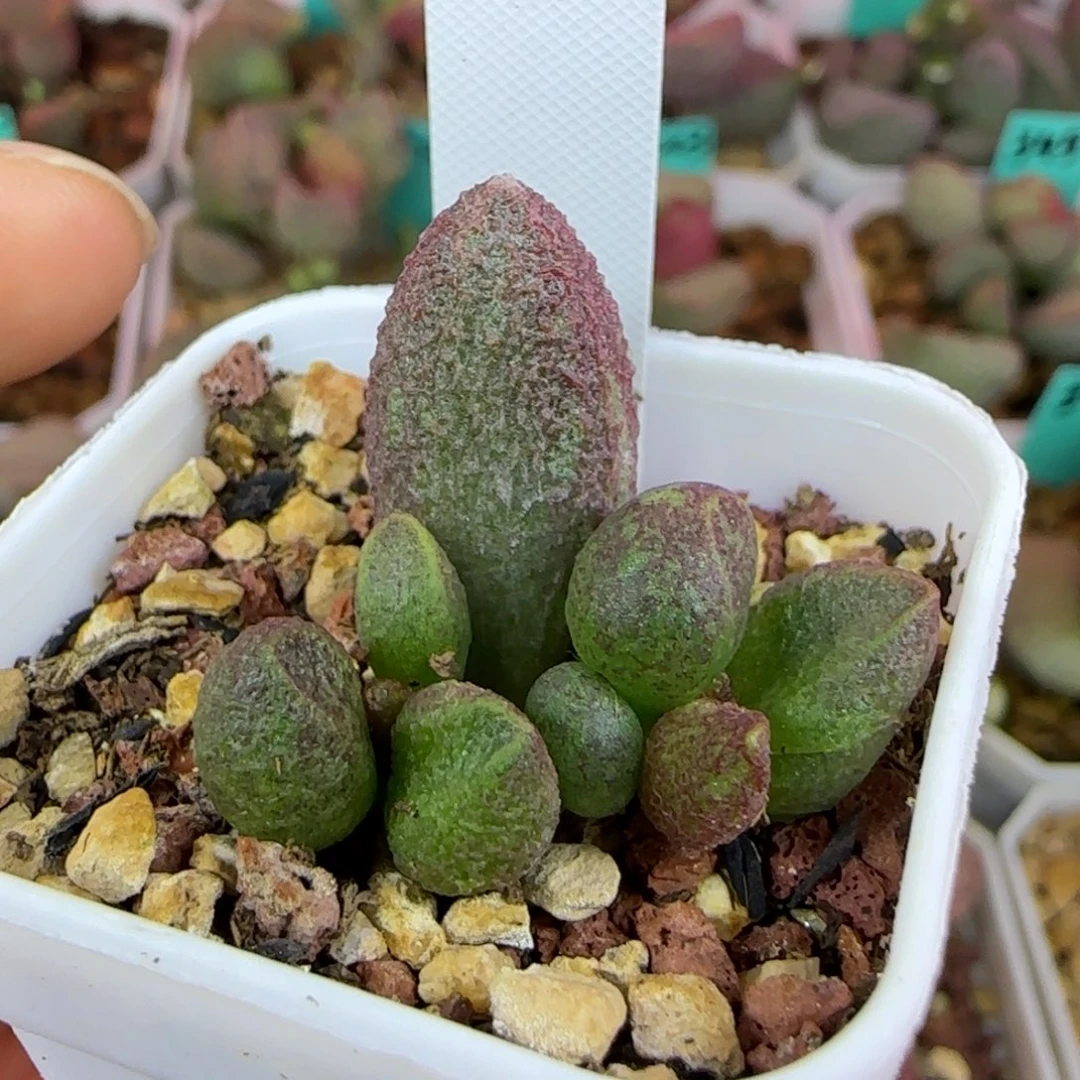 实生叶插，四方盆发