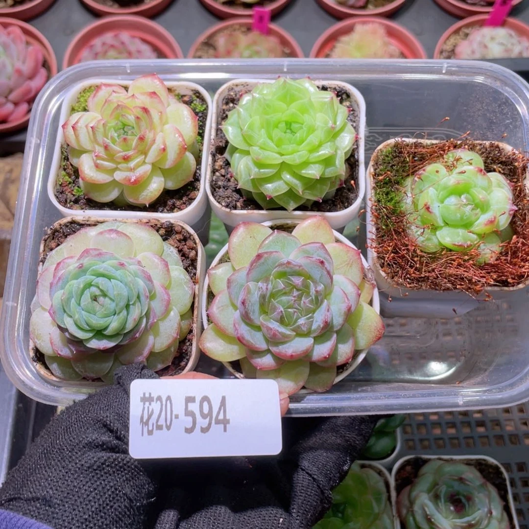 花利美20-594珍妮5颗