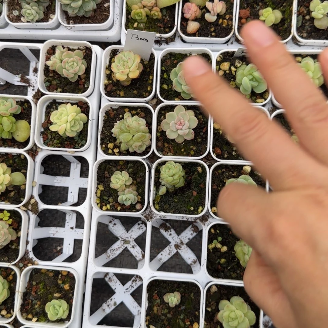 T3000 盆2个5床满25包邮