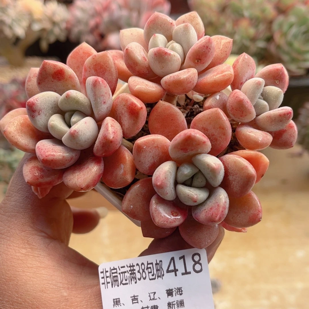 418花瓣鹿德华多肉