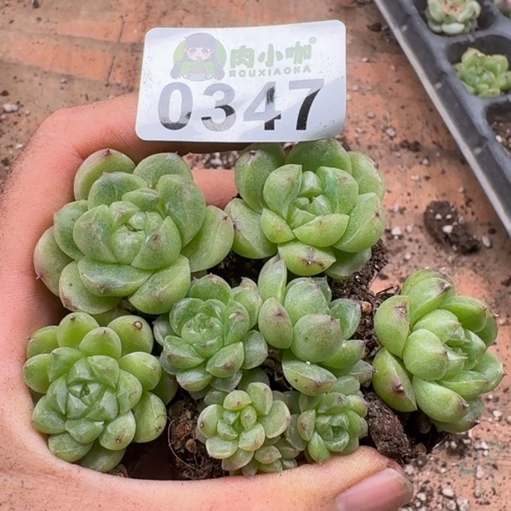 多肉植物多肉植物
