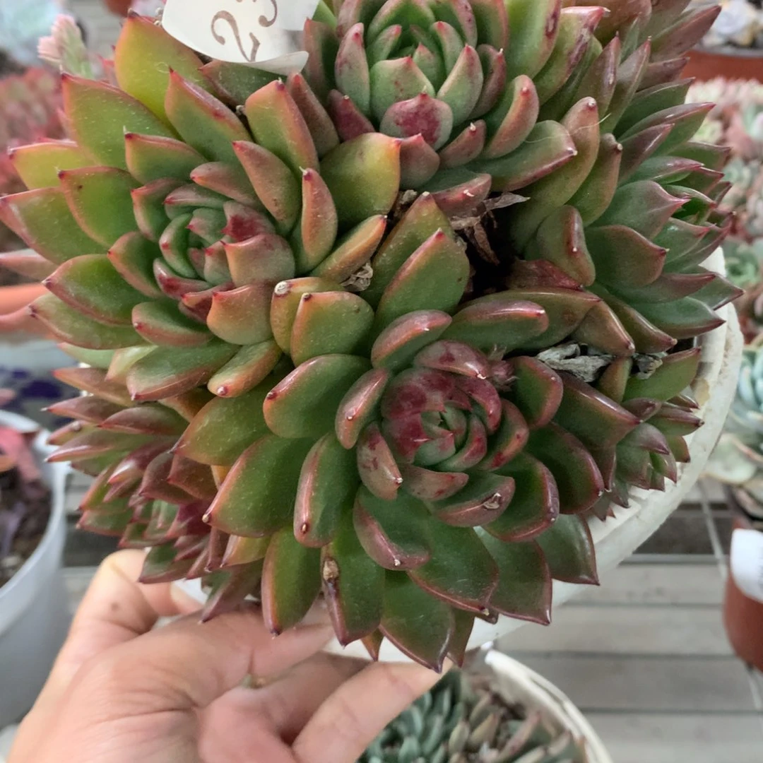 今***伴玉杯东云多肉植物