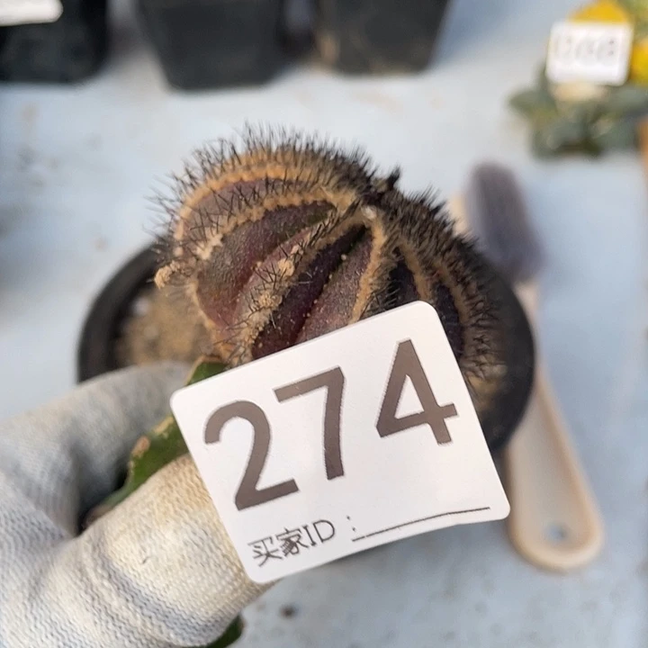 三角嫁接波球优波球274号