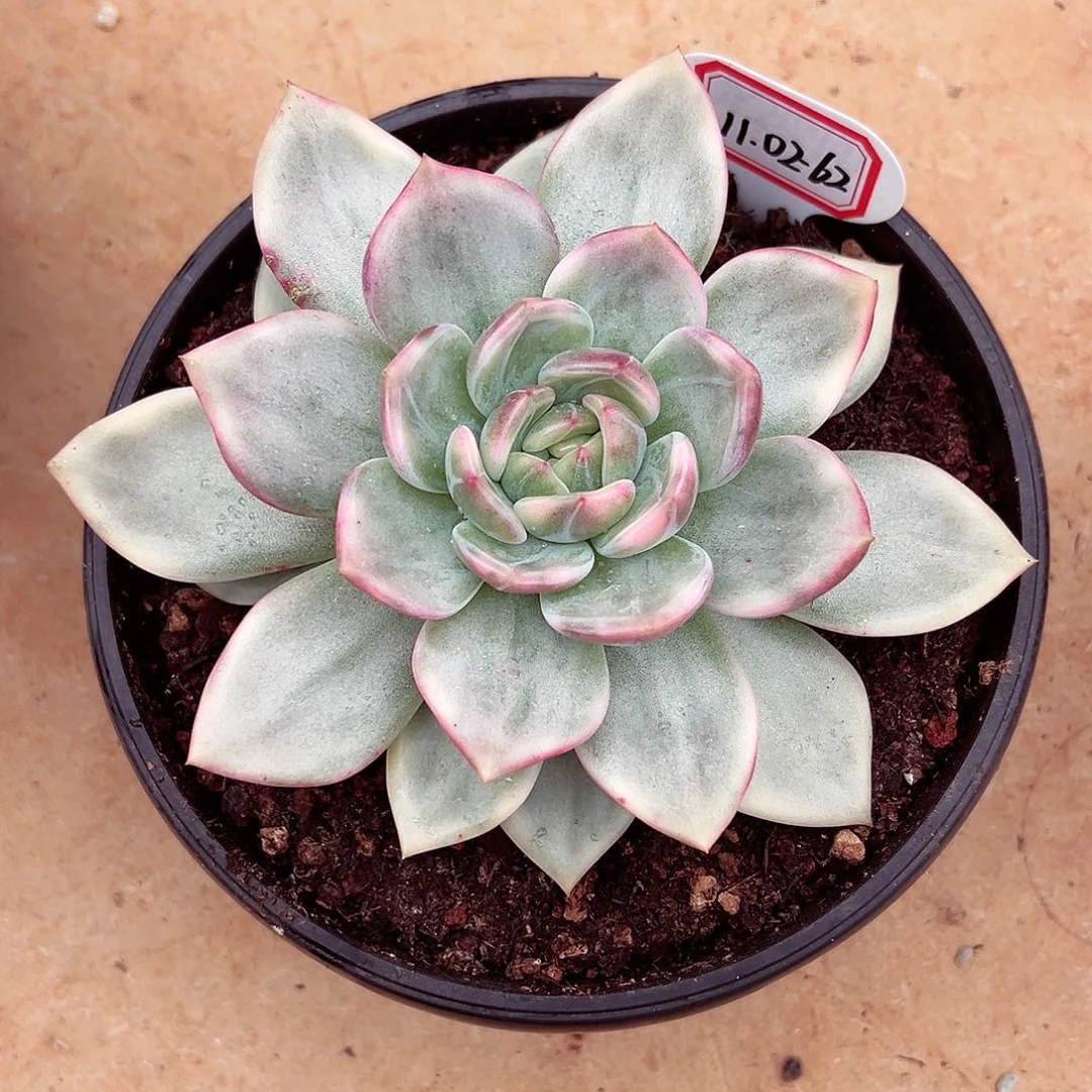 小***）1102-62伊丽莎白锦