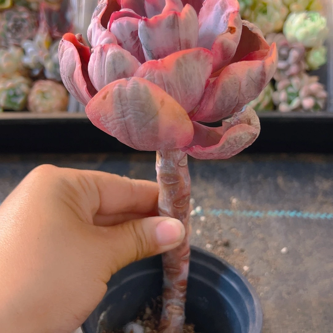 806蓝玫瑰锦，带盆带土发货