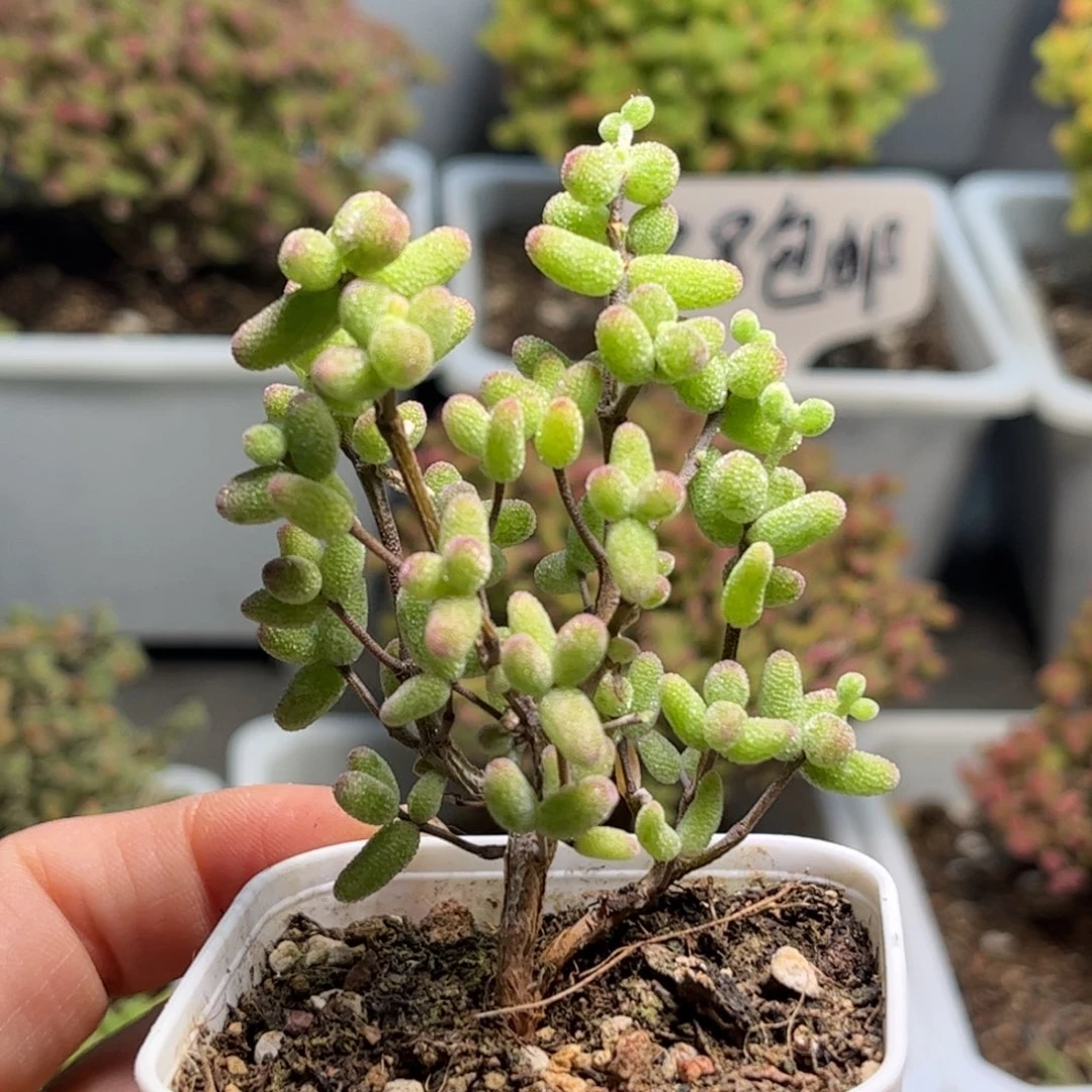 56白虎斑锦优选枝干