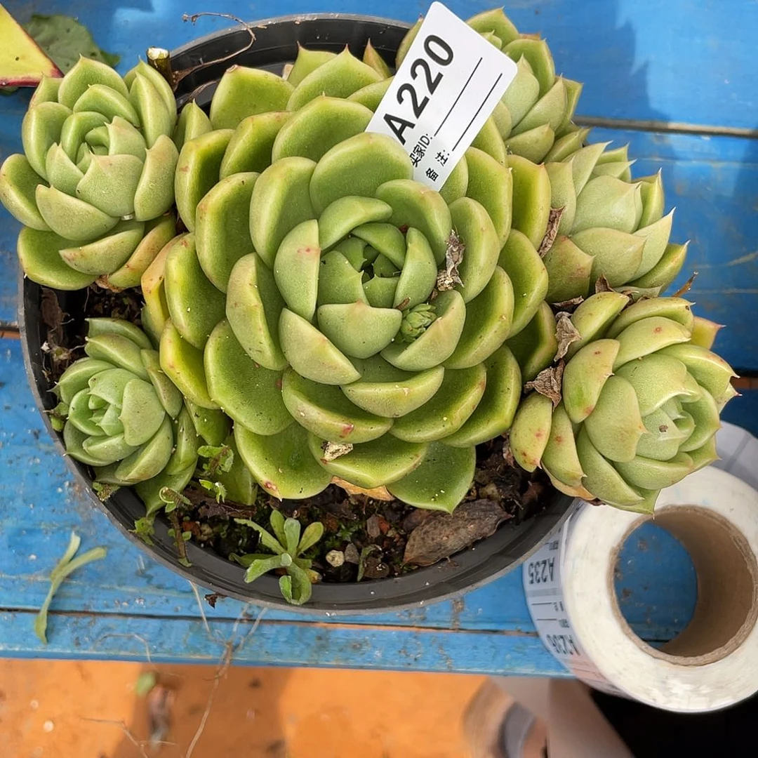 若如东云单拍A220