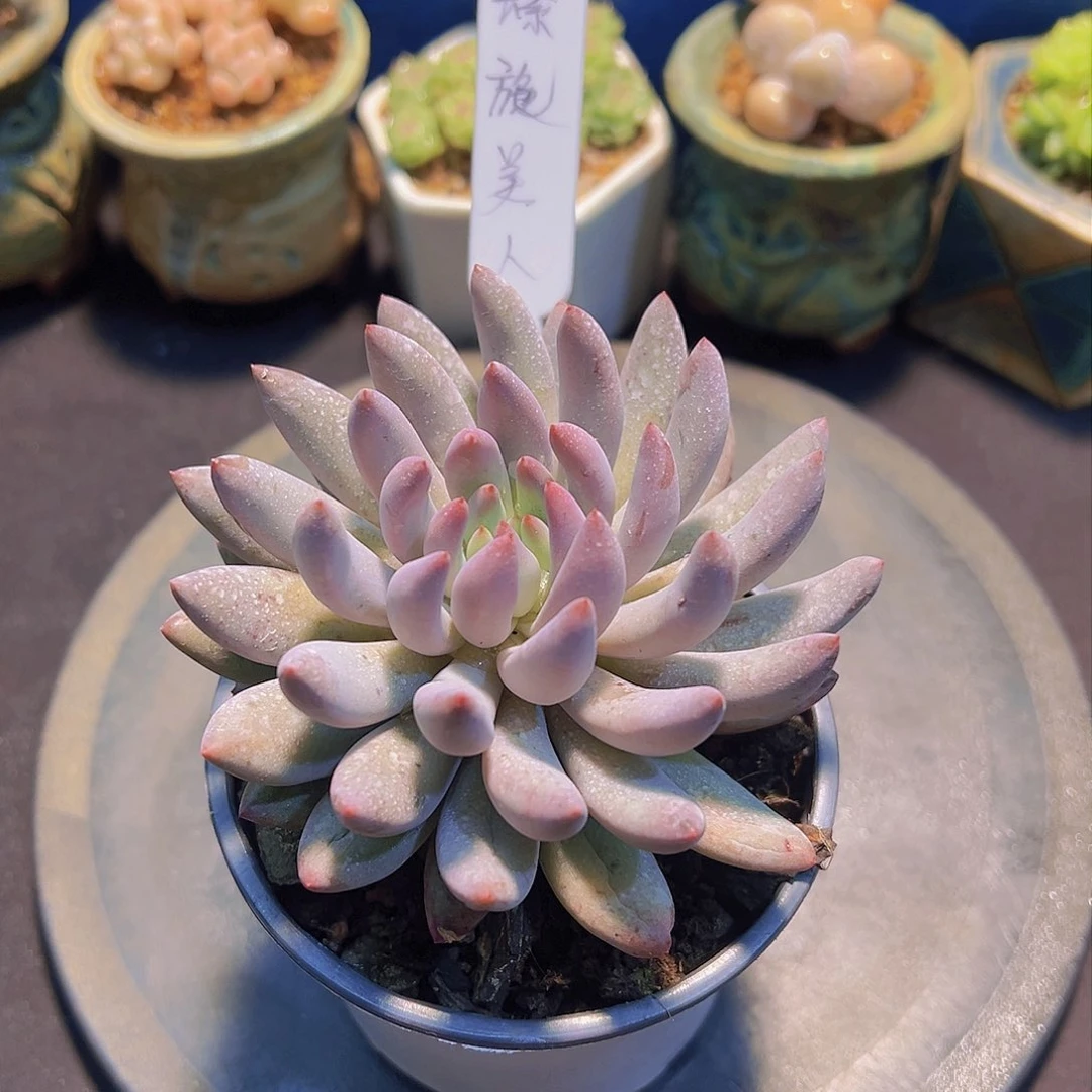 潇*妹美人，多肉植物，