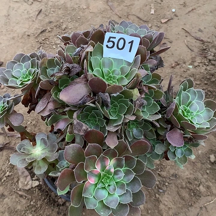 无花朵501荷兰花脸有个头有虫咬