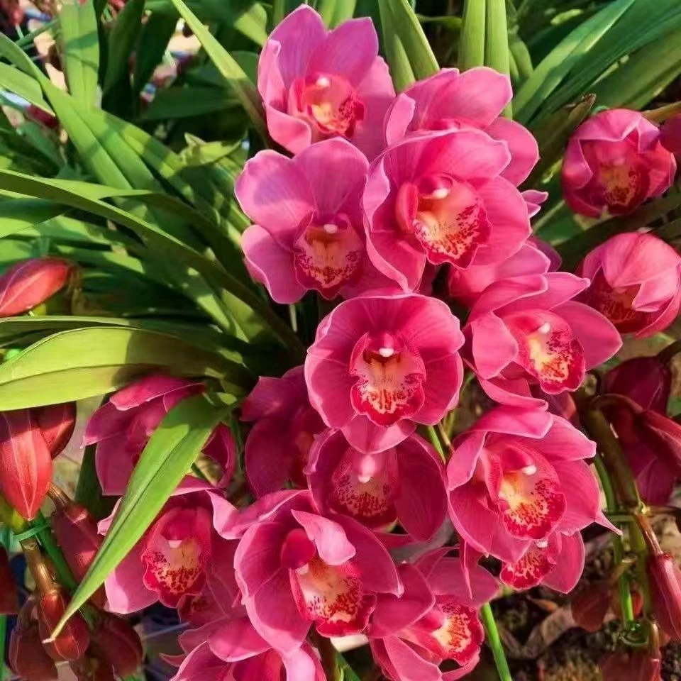 大花蕙兰年宵花盆栽一物一拍