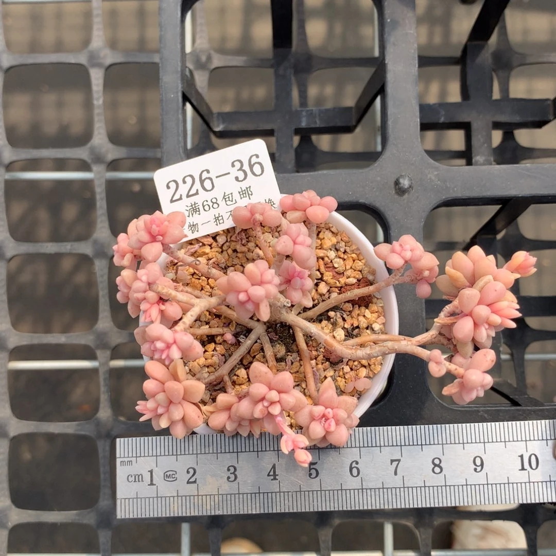 姬秋丽锦小群冠服7多肉