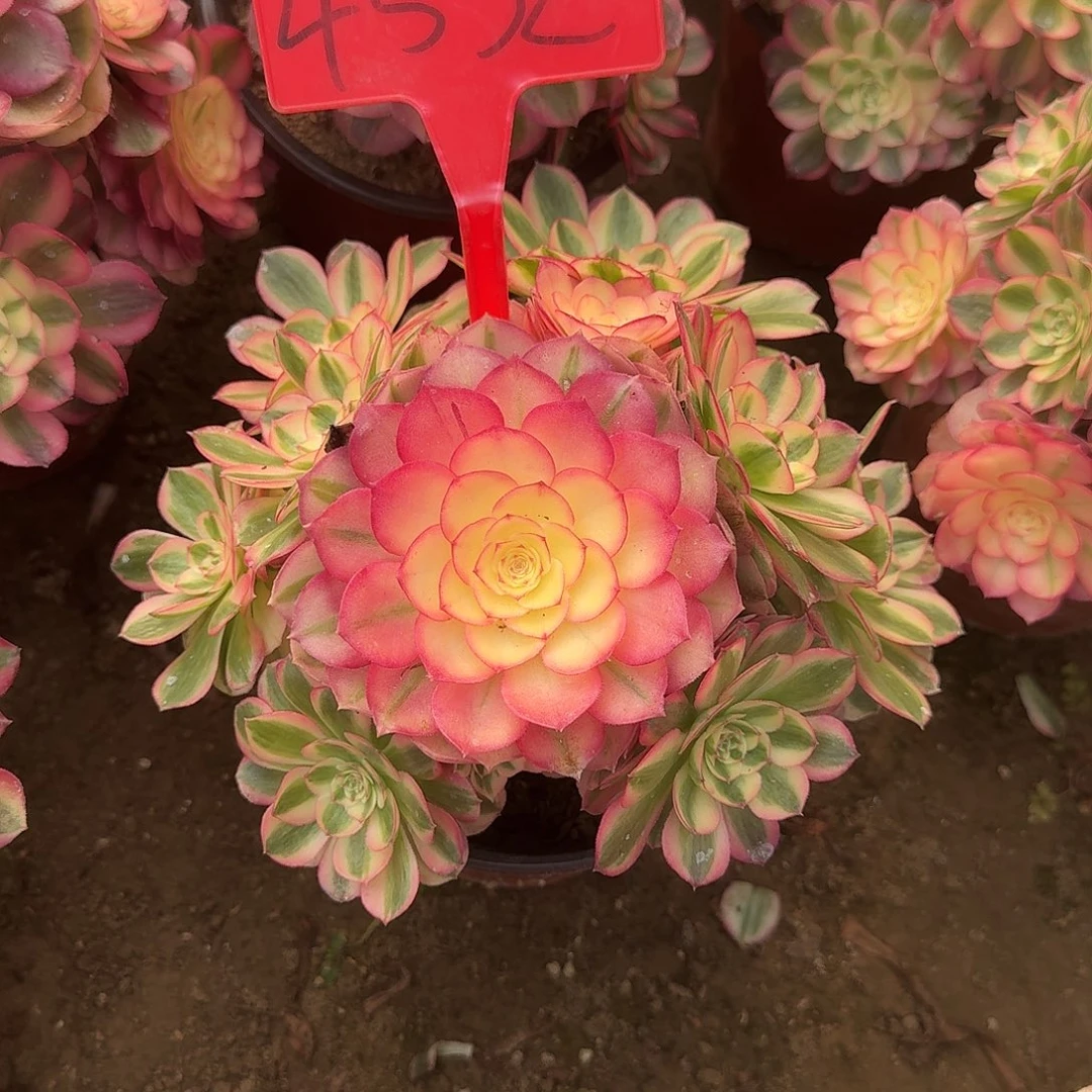 4532倾城多肉法师