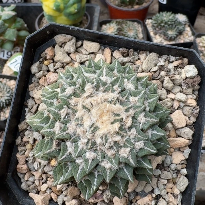 用****8405萝卜根盾牌黑牡丹仙人球