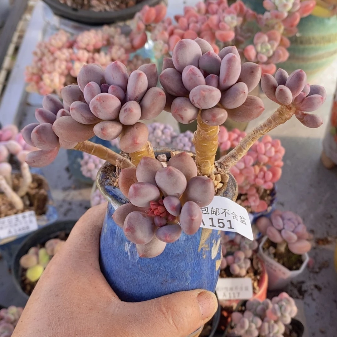 仙子奶老桩9cm151多肉植物