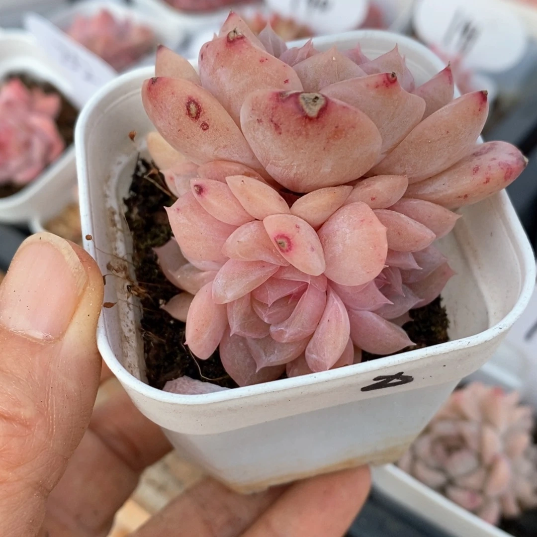 精品多肉一物一拍不包整92