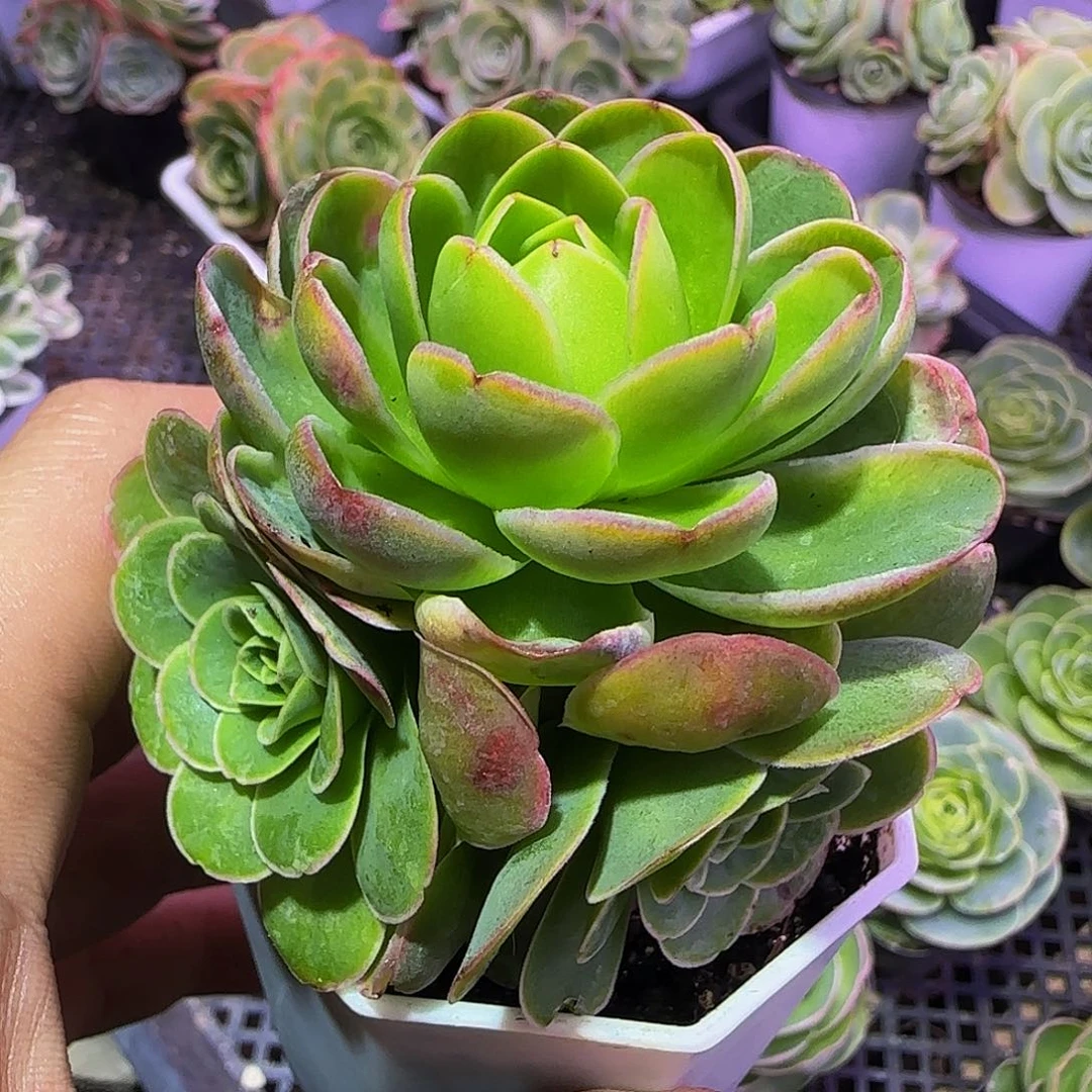 妃子笑 非偏远包邮玻璃心慎拍