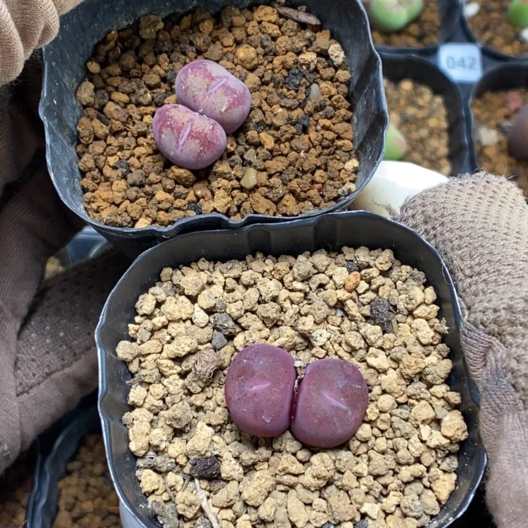 多肉植物肉锥杂交K-081 两颗