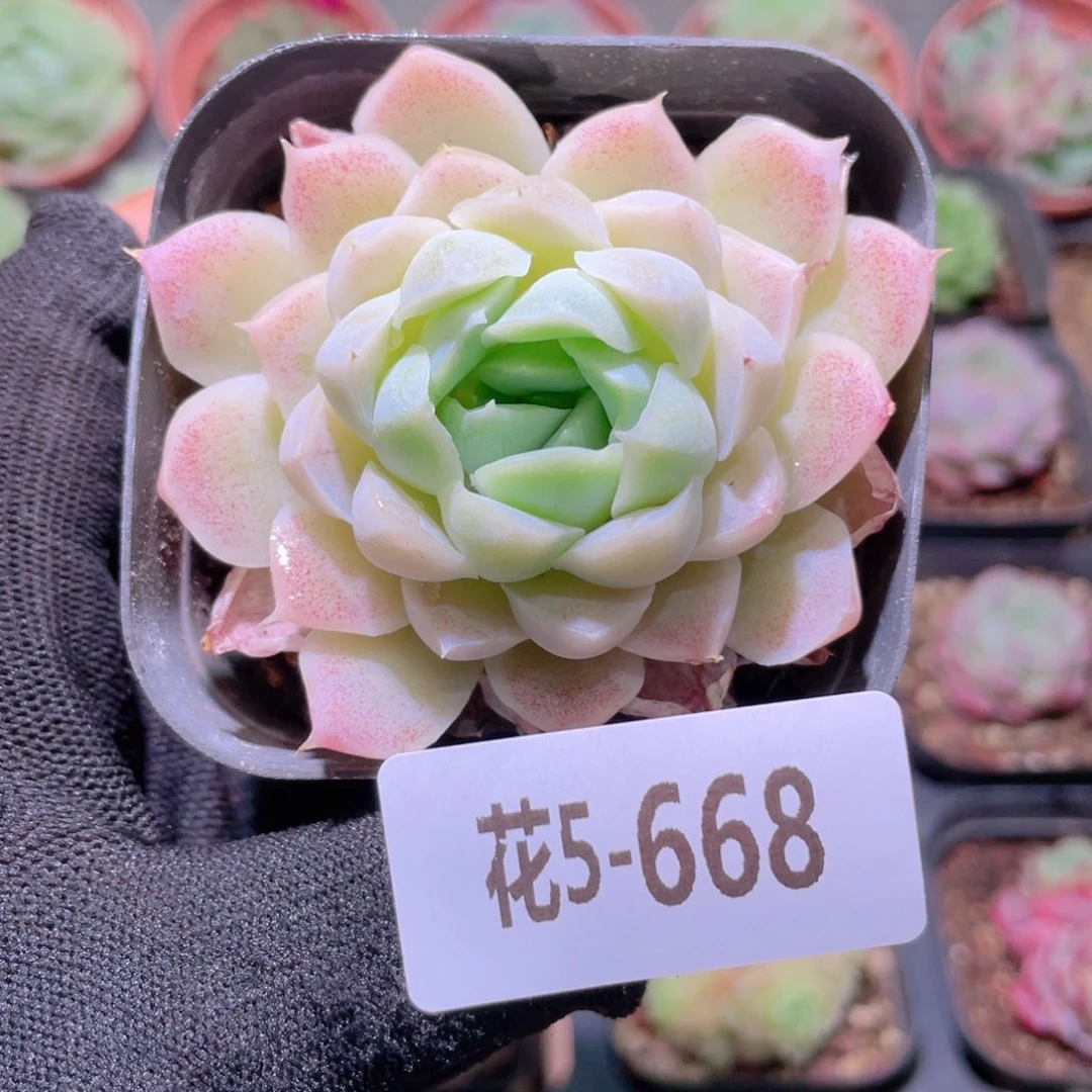 花利美5-558白月影