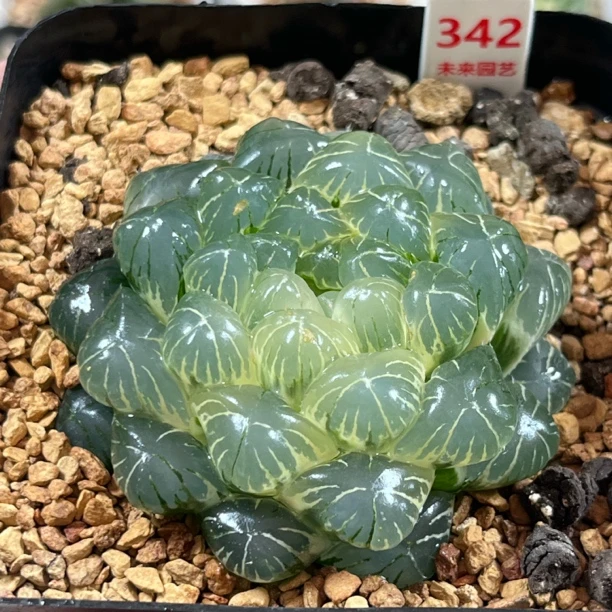 342湖斑实生湖水玉露锦多肉植物一物一拍带盘发货