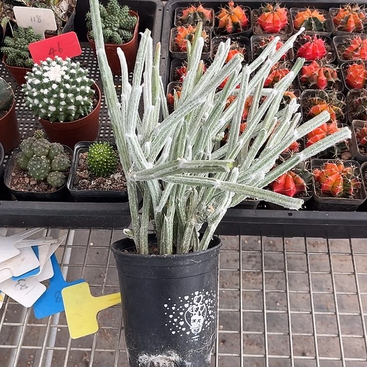 我也不知道我为什么要这样对