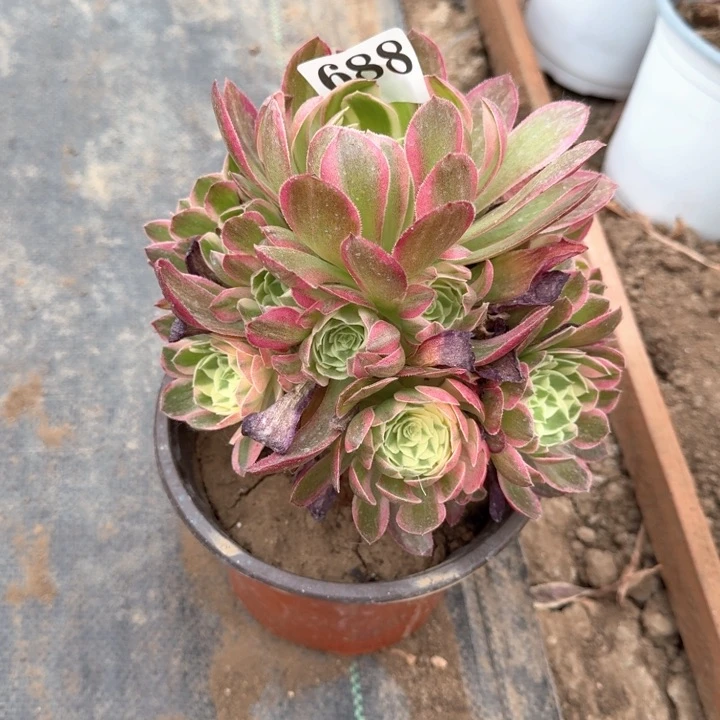 幸**康海王法师一颗688