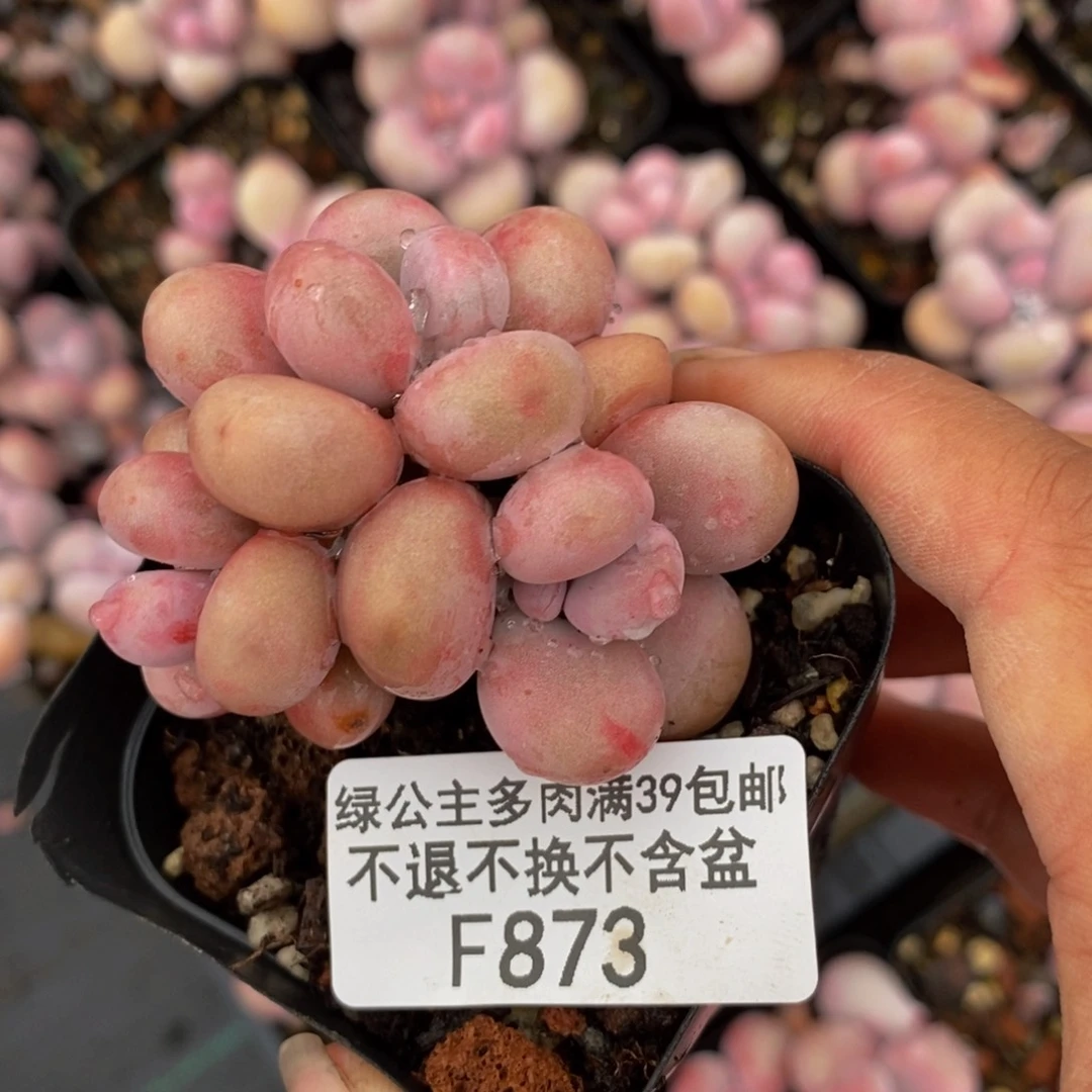 873桃蛋多肉肉3cm