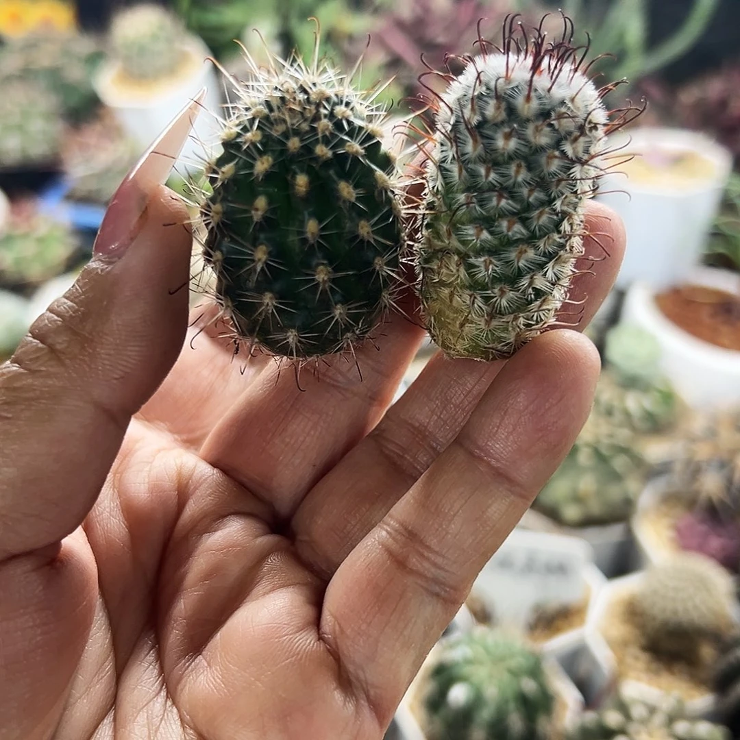 狼爪加曲词仙人球666666