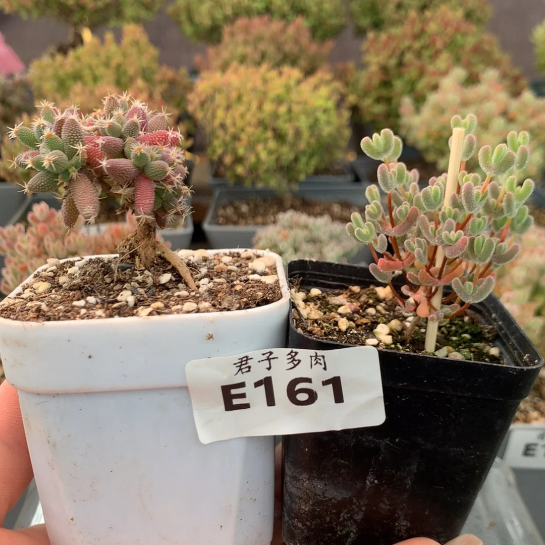 乐**飞161玉米莱斯。