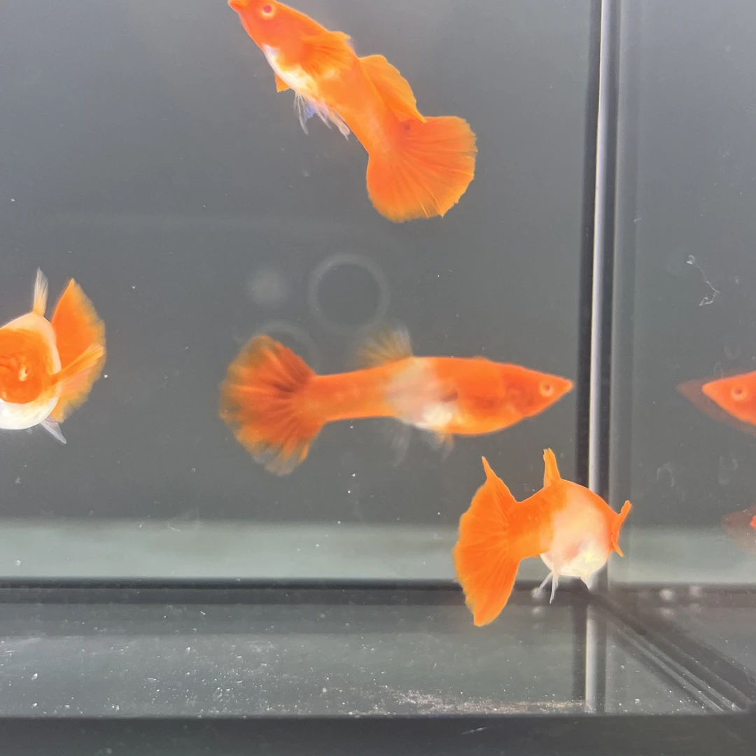 非双分水鸿运当头孔雀鱼转运鱼热带观赏鱼燕尾精品凤尾鱼好养易活