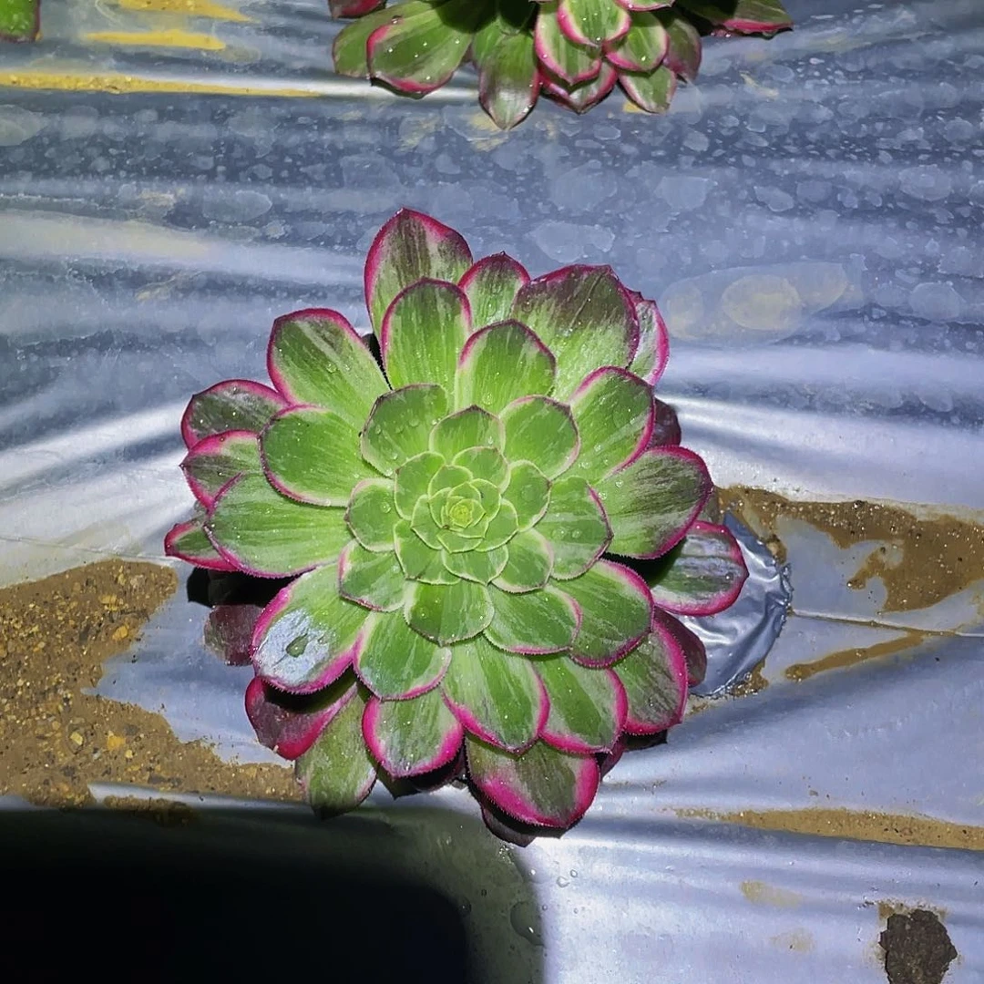 销****姐1715万花筒多肉植物