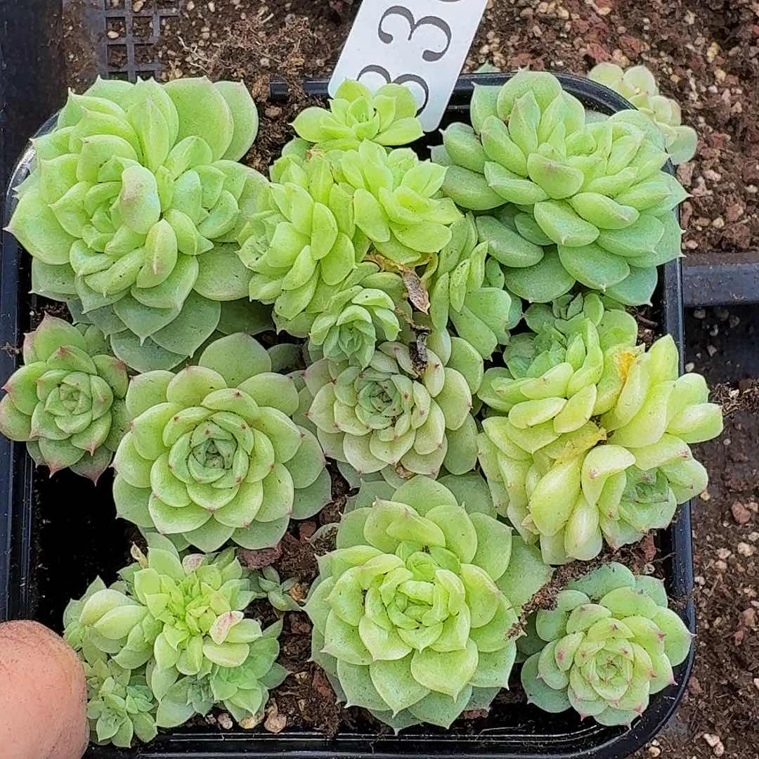 多肉植物多肉植物830