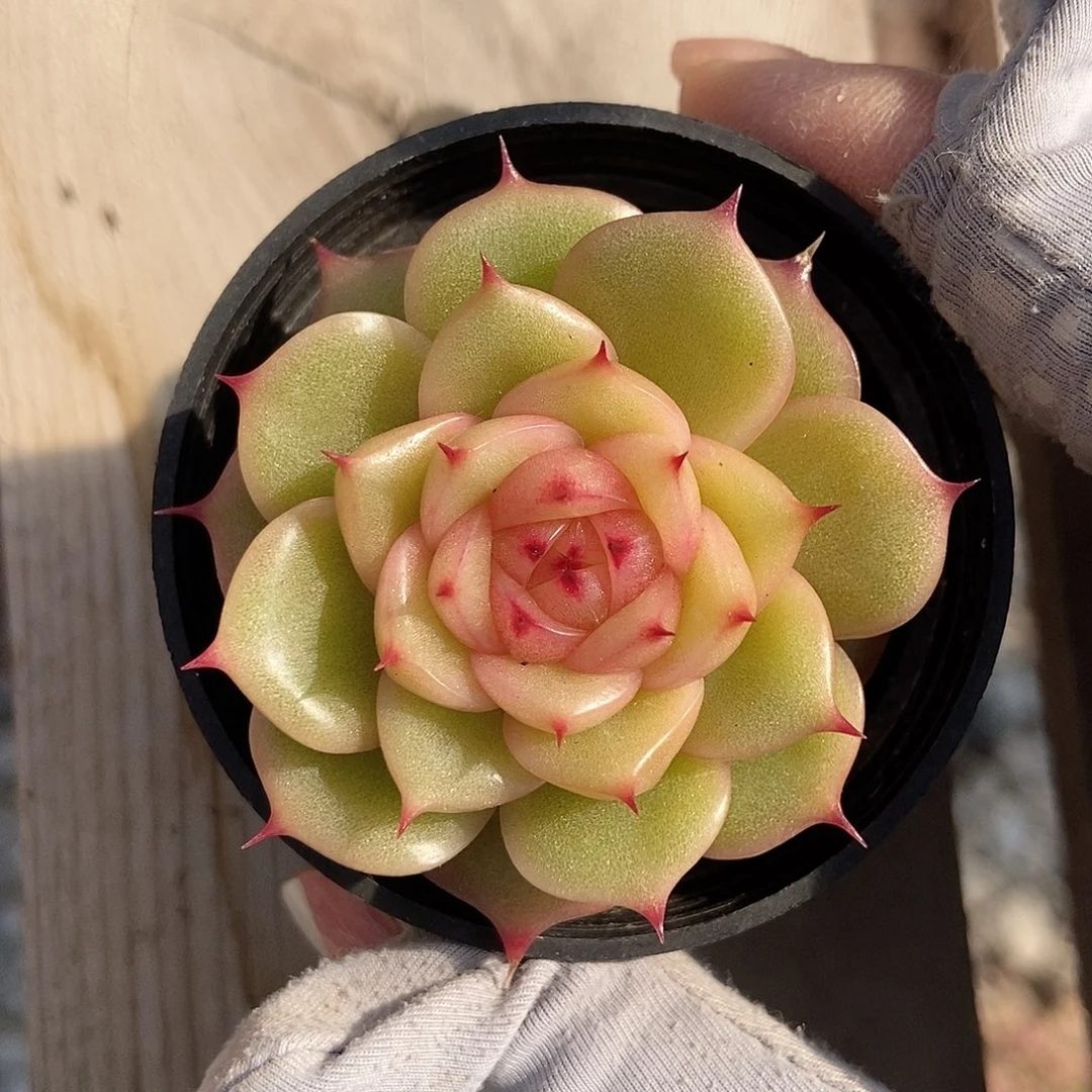 金泰家多肉，玉玲珑