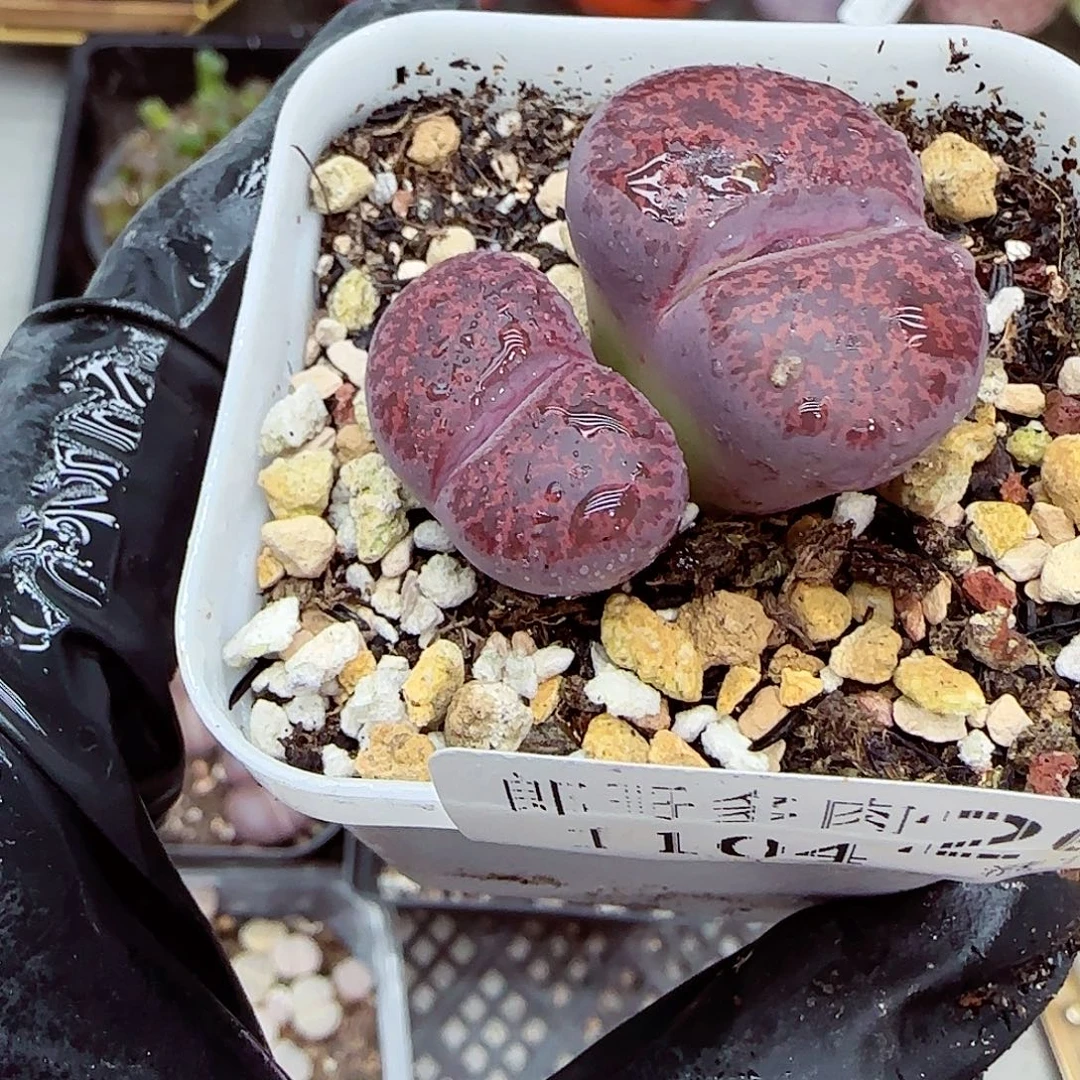 生石花满18包邮1104-262