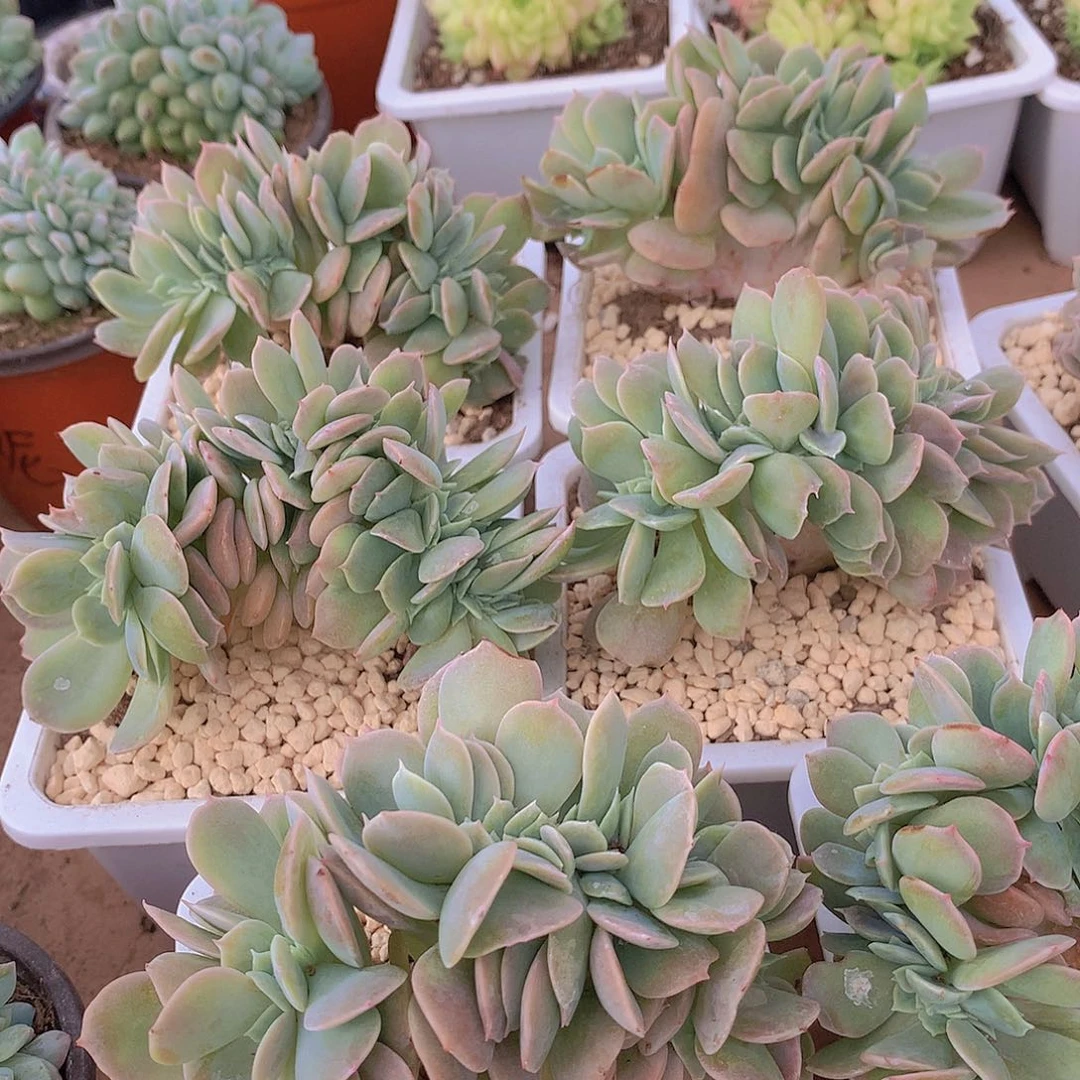 白凤缀化3456778990000