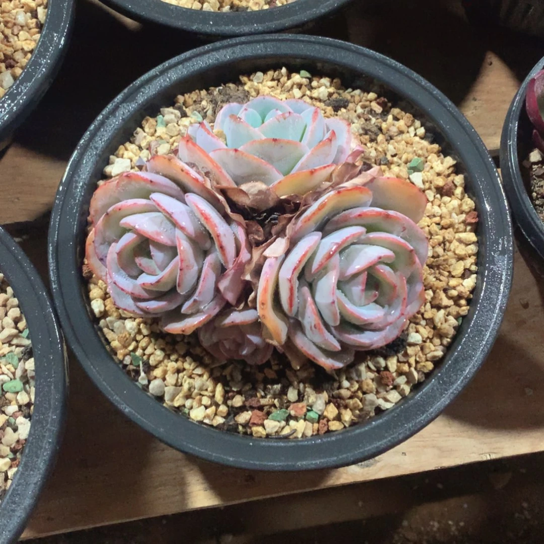 多肉植物多肉植物