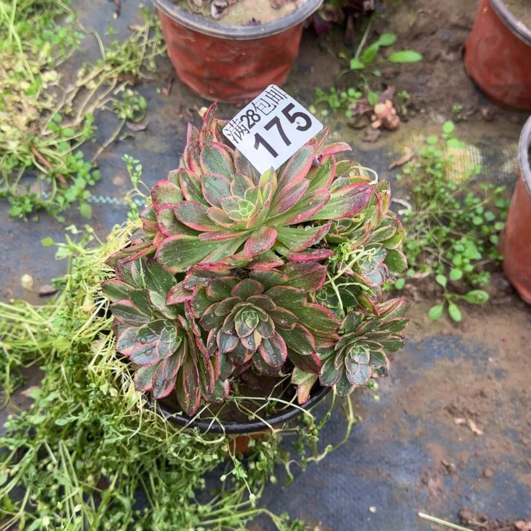 万黄锦多肉175满28包邮断枝不包