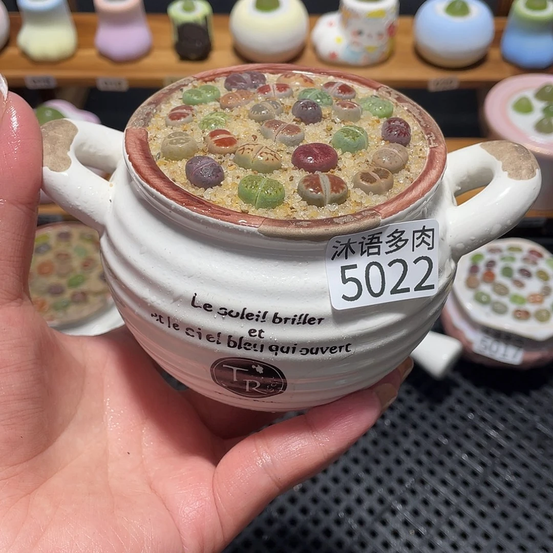 哔***哩带盆土植物 一物一拍5022