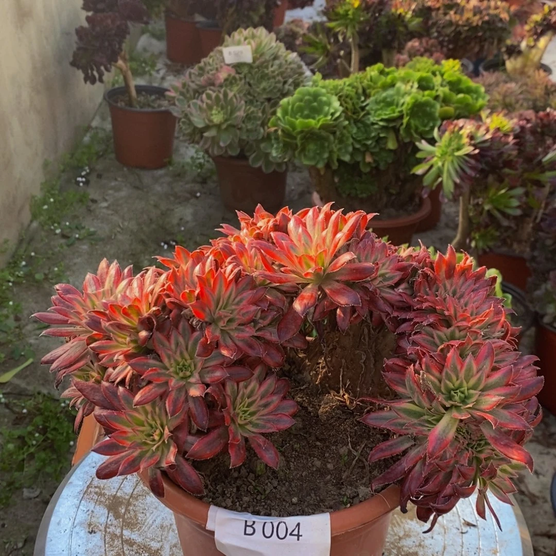 朱雀B004所见即所得美