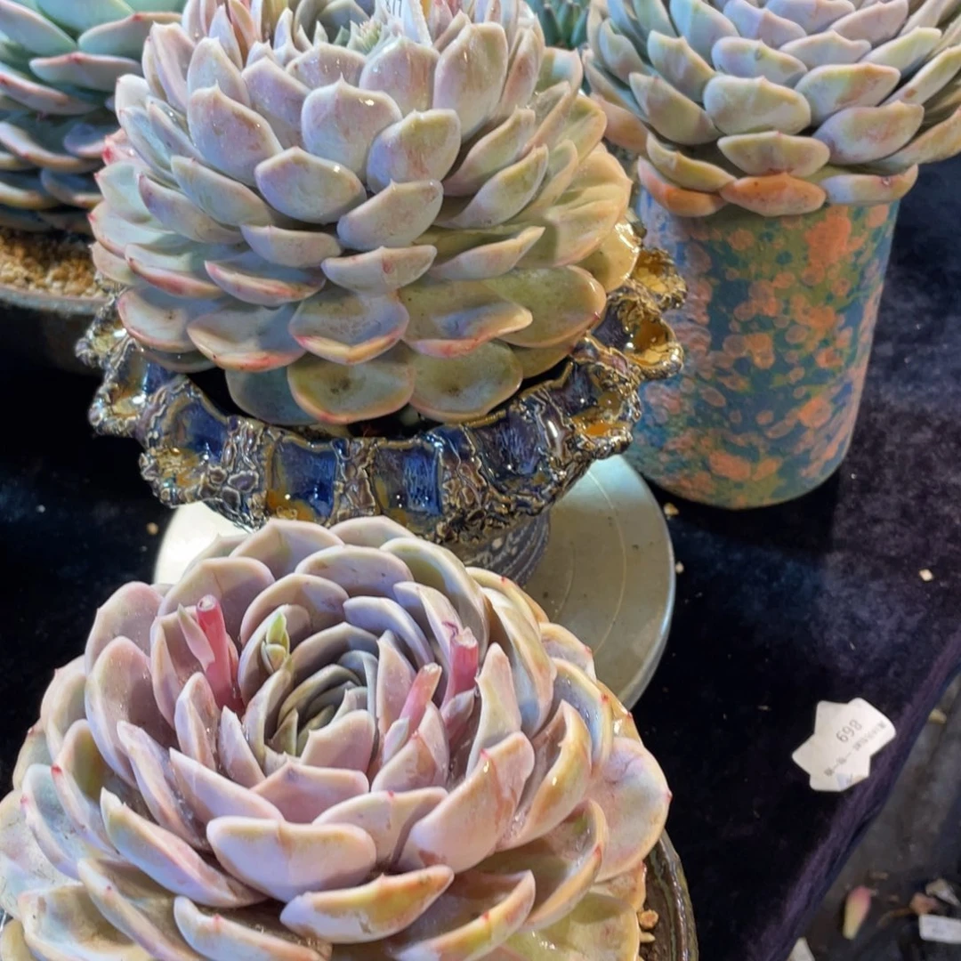 883蓝色惊喜3颗一组