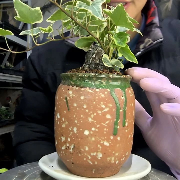 摩***照中青园艺一物一拍花21
