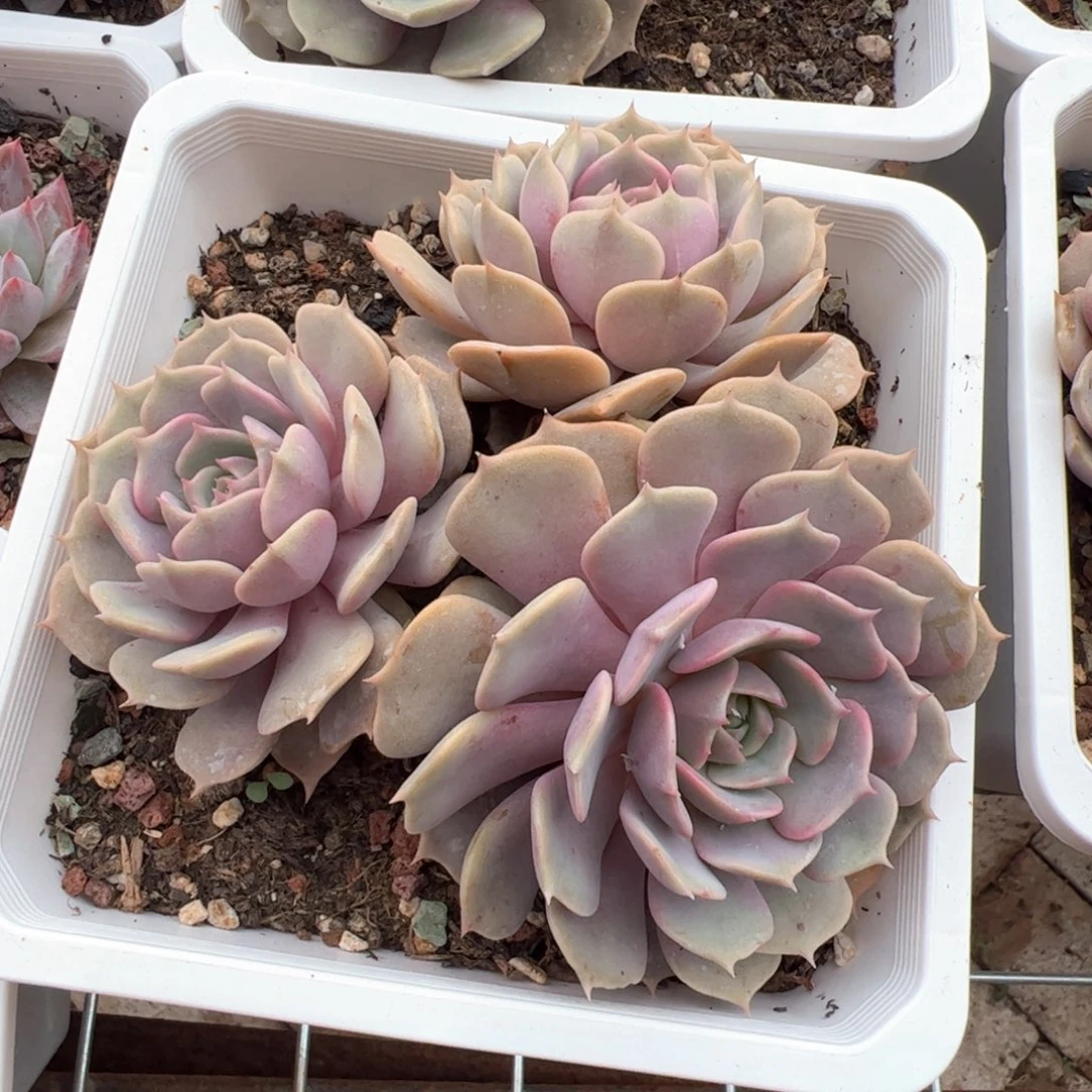 新疆包邮 粉蝶群