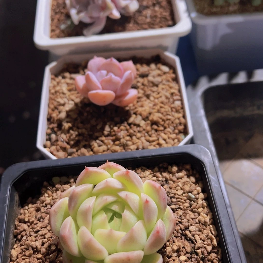 阿****记多肉植物，多肉植物