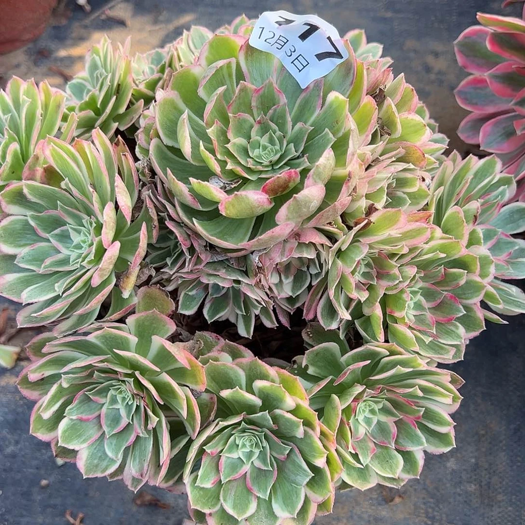 12.3-117孔雀翎多肉植物1