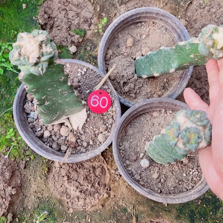 三颗牡丹嫁接仙人球60