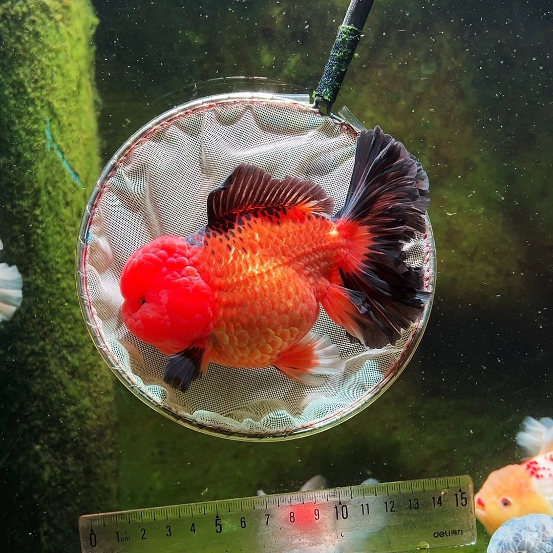 金鱼冷水金鱼百褶泰狮