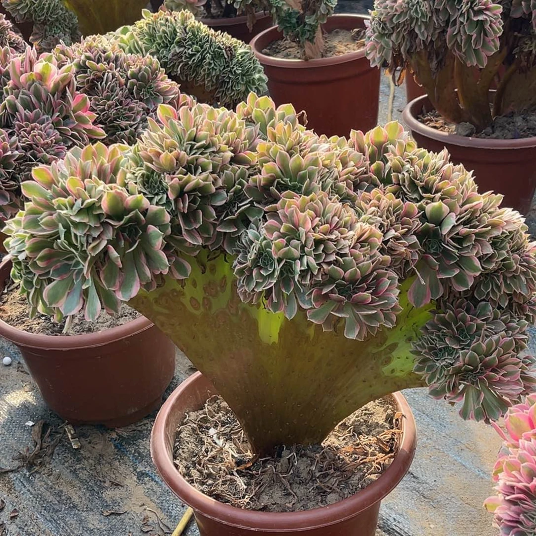 。***朗粉女郎缀化脱土发货