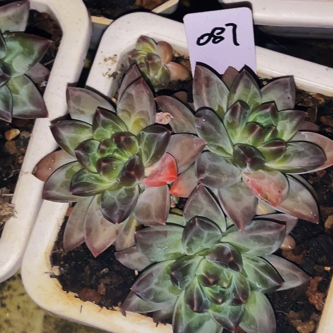 桔云多肉美人精品系列